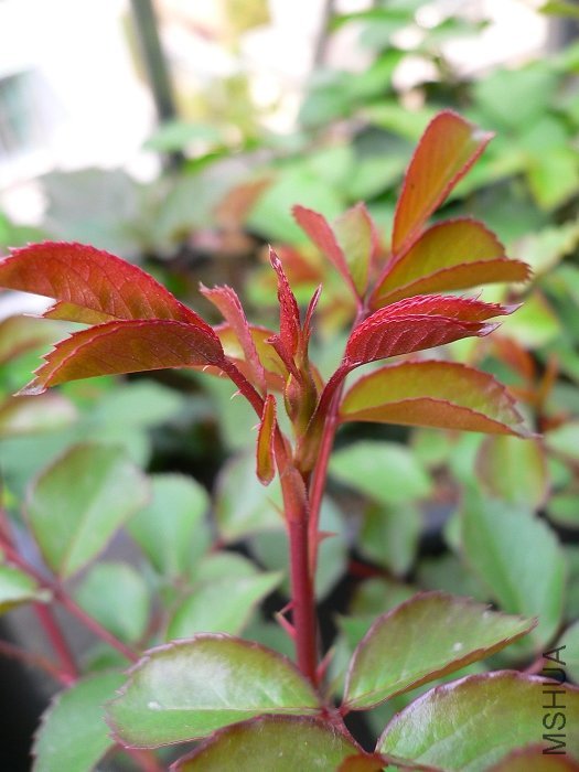 ��ת P1060045.jpg