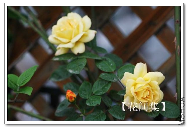 IMG_3383 ����.jpg