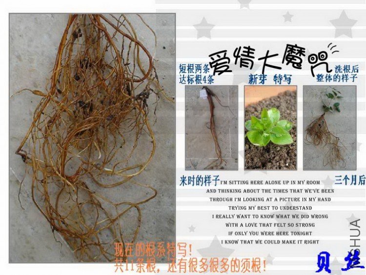 ��˿��ʱ����4�������Ӷ̸����������������µĸ�, �����̶̹�11�����������кܶ�ܶ�������