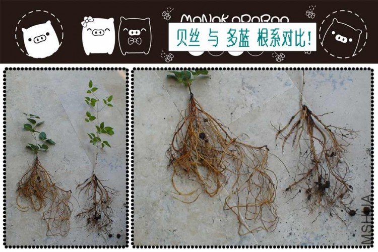 һ����ϵ�ĶԱ�ͼ�����ף���˿�ĸ�ϵ�ȶ�������ǿ�ܶ�ģ�