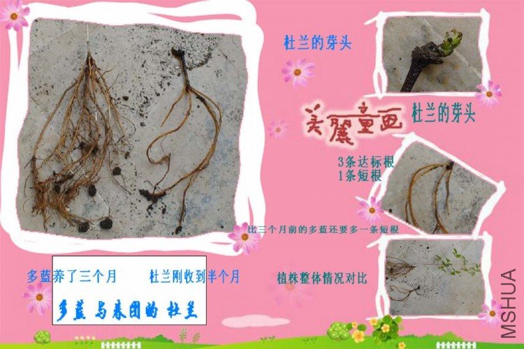 ���������뱴˿�Ȳ���һ���������������ŵĶ��������Եú�׳����