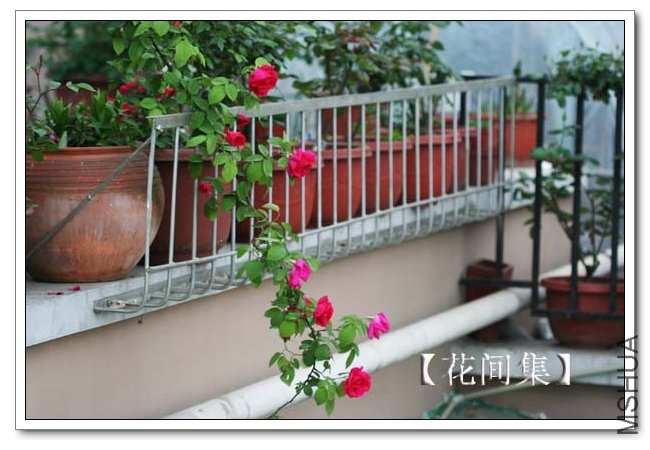 IMG_3382 ����.jpg