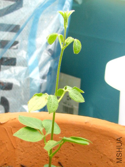 Mrs Cholmondeley.jpg