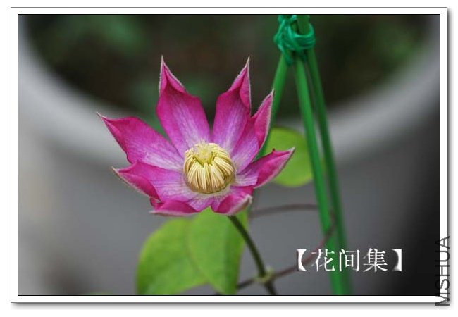 IMG_3455 ����.jpg