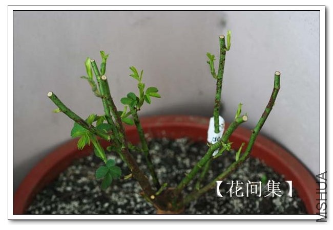 IMG_3256 ����.jpg