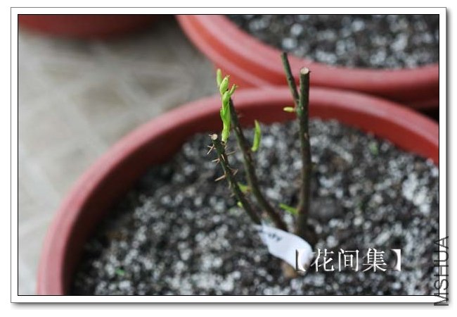 IMG_3259 ����.jpg