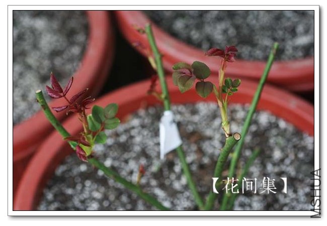 IMG_3257 ����.jpg