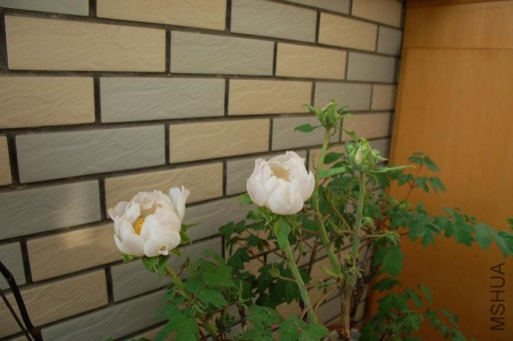 DSC_0015.JPG