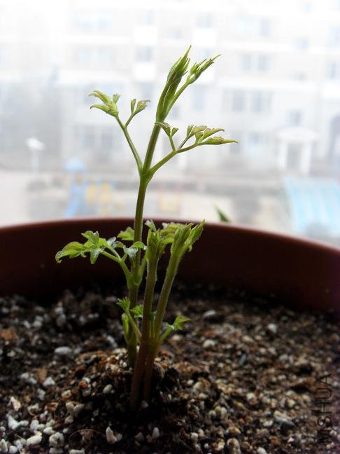 ������������florida var. sieboldiana,�����ָ��,���Ӧ��ʲô��������?