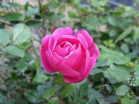 nEO_IMG_IMG_0667.jpg
