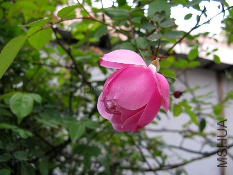 nEO_IMG_IMG_0743.jpg