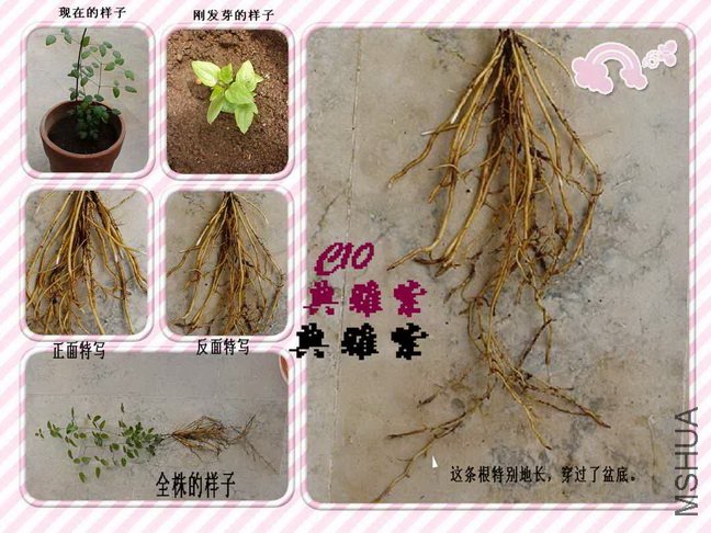 �����Cherry���ĵĵ����ϵĸ�ϵ�����!