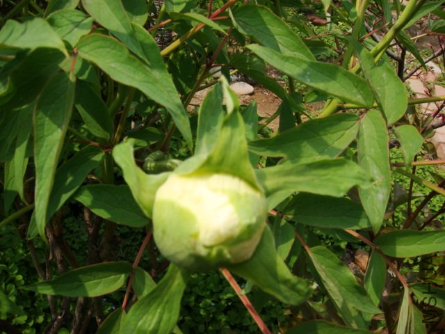 DSC05027.JPG