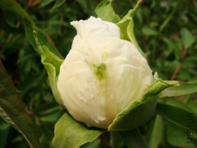 DSC05026.JPG