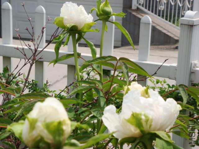 DSC05016.JPG