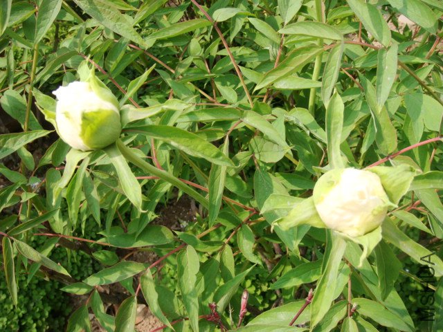 DSC05018.JPG