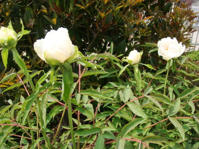 DSC05017.JPG