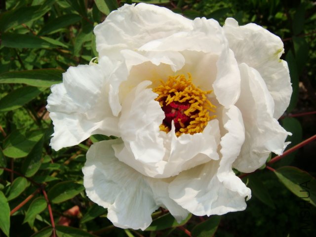 DSC05032.JPG
