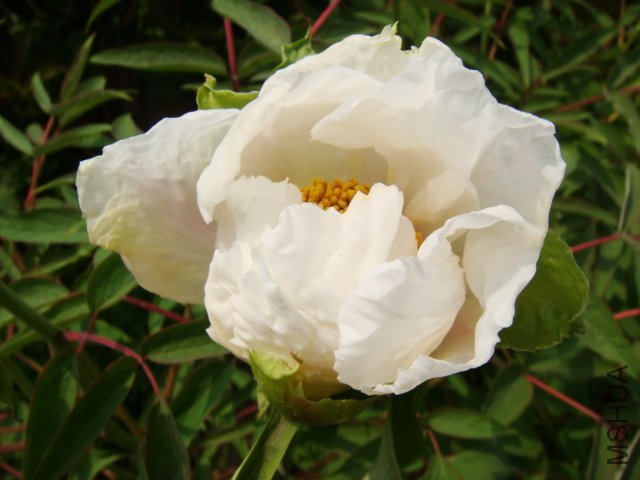 DSC05020.JPG