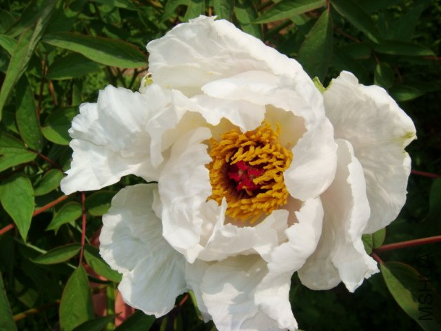 DSC05031.JPG