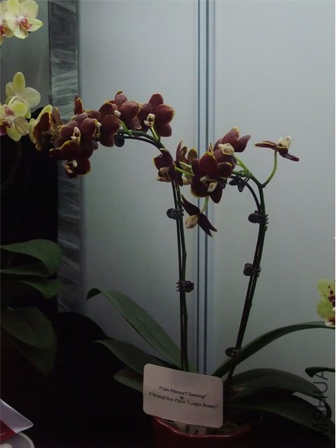 DSCF0002.JPG