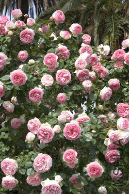3563-photo3-zoom.jpg