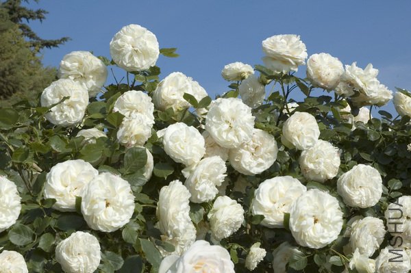 4628-photo2-zoom.jpg