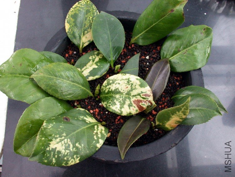 DSCN3615.jpg