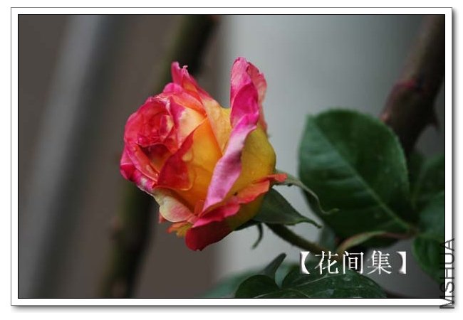 IMG_3451 ����.jpg