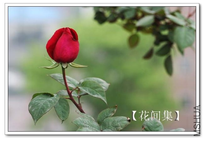 IMG_3479 ����.jpg