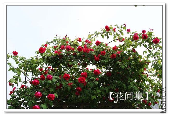 IMG_3528 ����.jpg