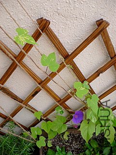 P1070115.JPG