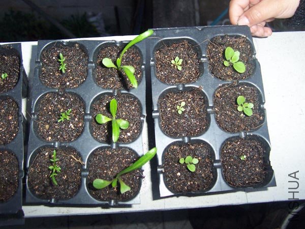 ѫ�£���ţ���ʾ�