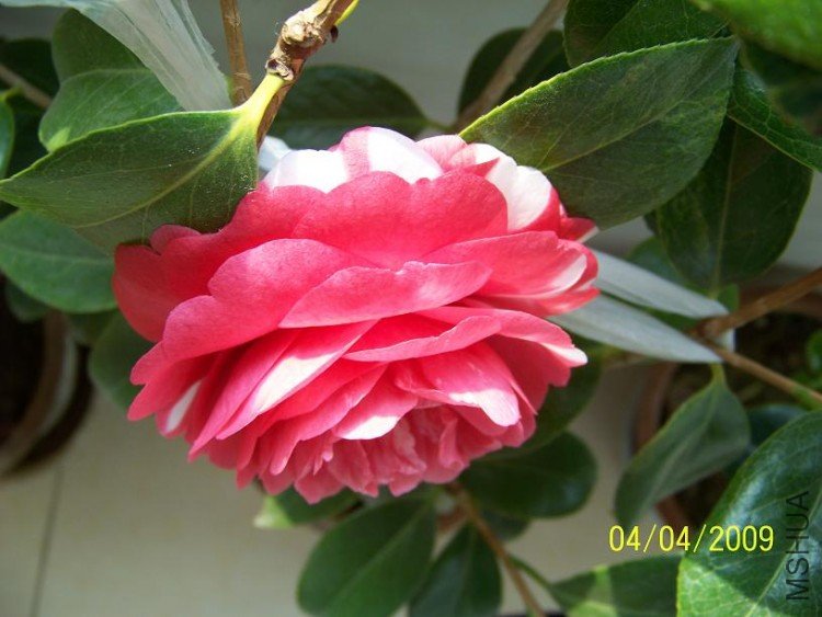 100_1316.JPG