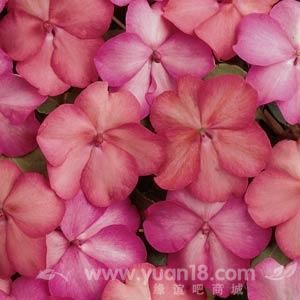 ���޷���-����ϵ��-ӡ���ɻ�ɫ.jpg