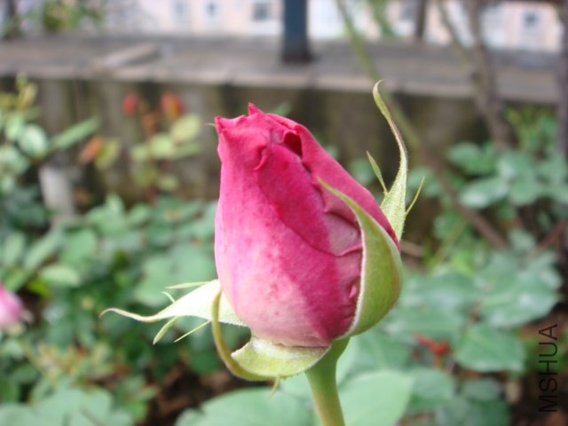 ���ӿ쿪��