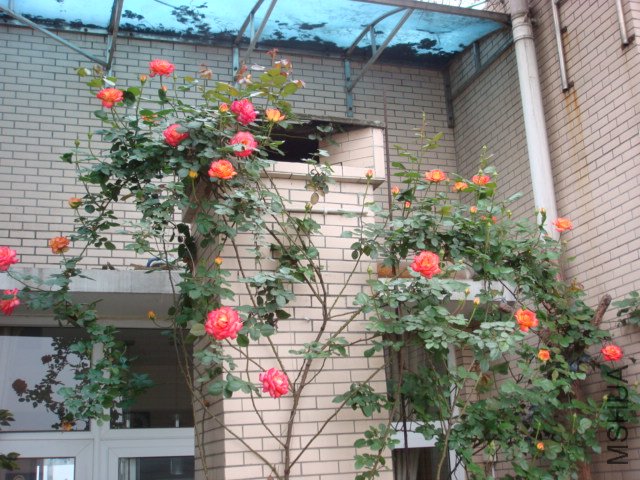 ��Ҫʢ����