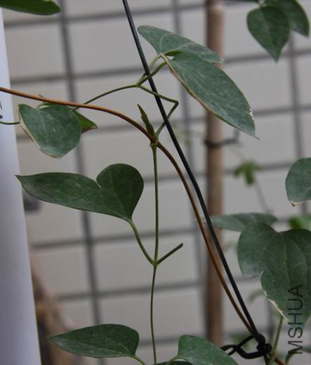 ������С ��ת ��Ƭ 215a.jpg