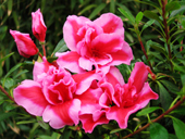 T1bsJfXbBJStJiIrs__105443.jpg_310x310.jpg