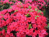 T17sJfXg8TStM0.bU__105514.jpg_310x310.jpg