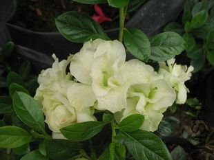 T1FsFfXkXVStMYlbc__105417.jpg_310x310.jpg