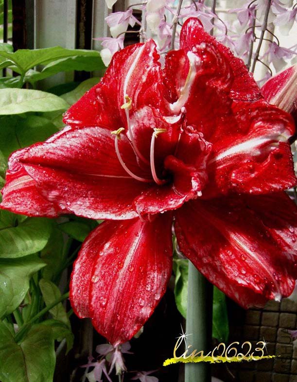 Fire + Ice������� .JPG