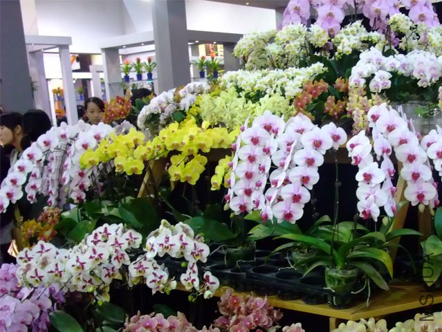 DSCF0024.JPG
