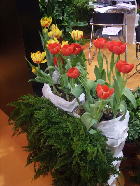 DSCF0037.JPG