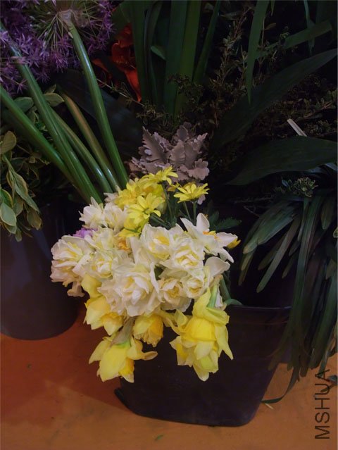 DSCF0042.JPG