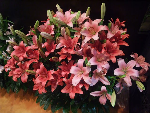 DSCF0045.JPG