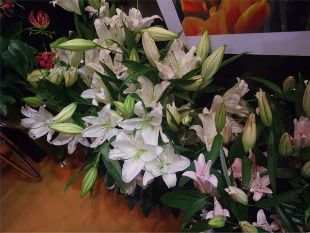 DSCF0046.JPG