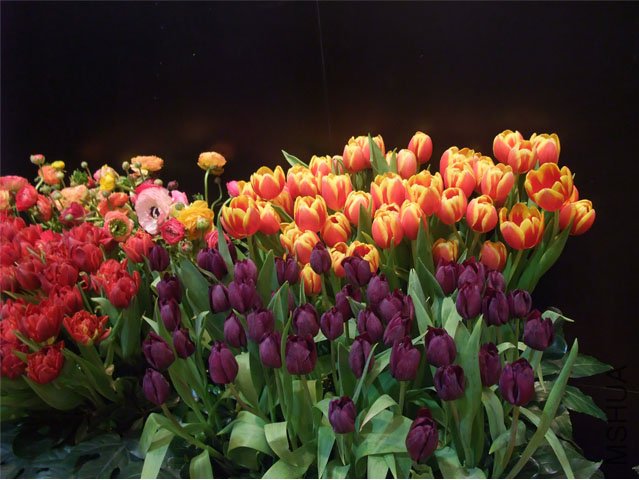 DSCF0048.JPG