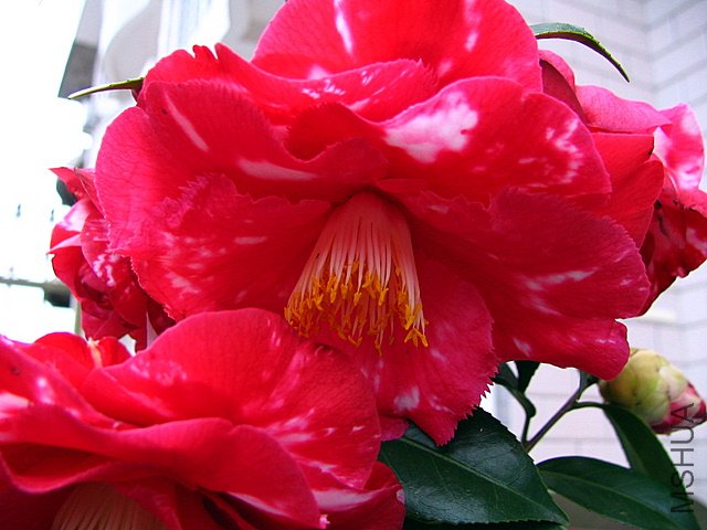 ��Ƭ2009.03.24.�軨 005.jpg