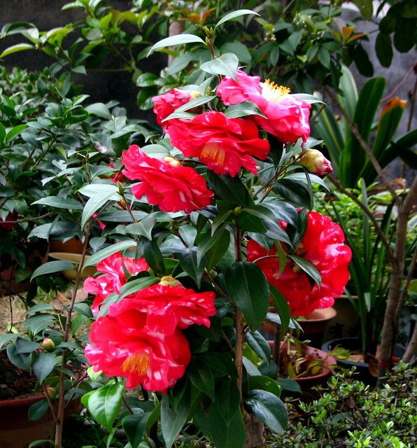 ��Ƭ2009.03.23.�軨 043.jpg